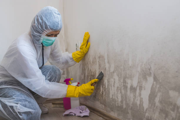 Best Black Mold Removal  in Hawthorne, NY